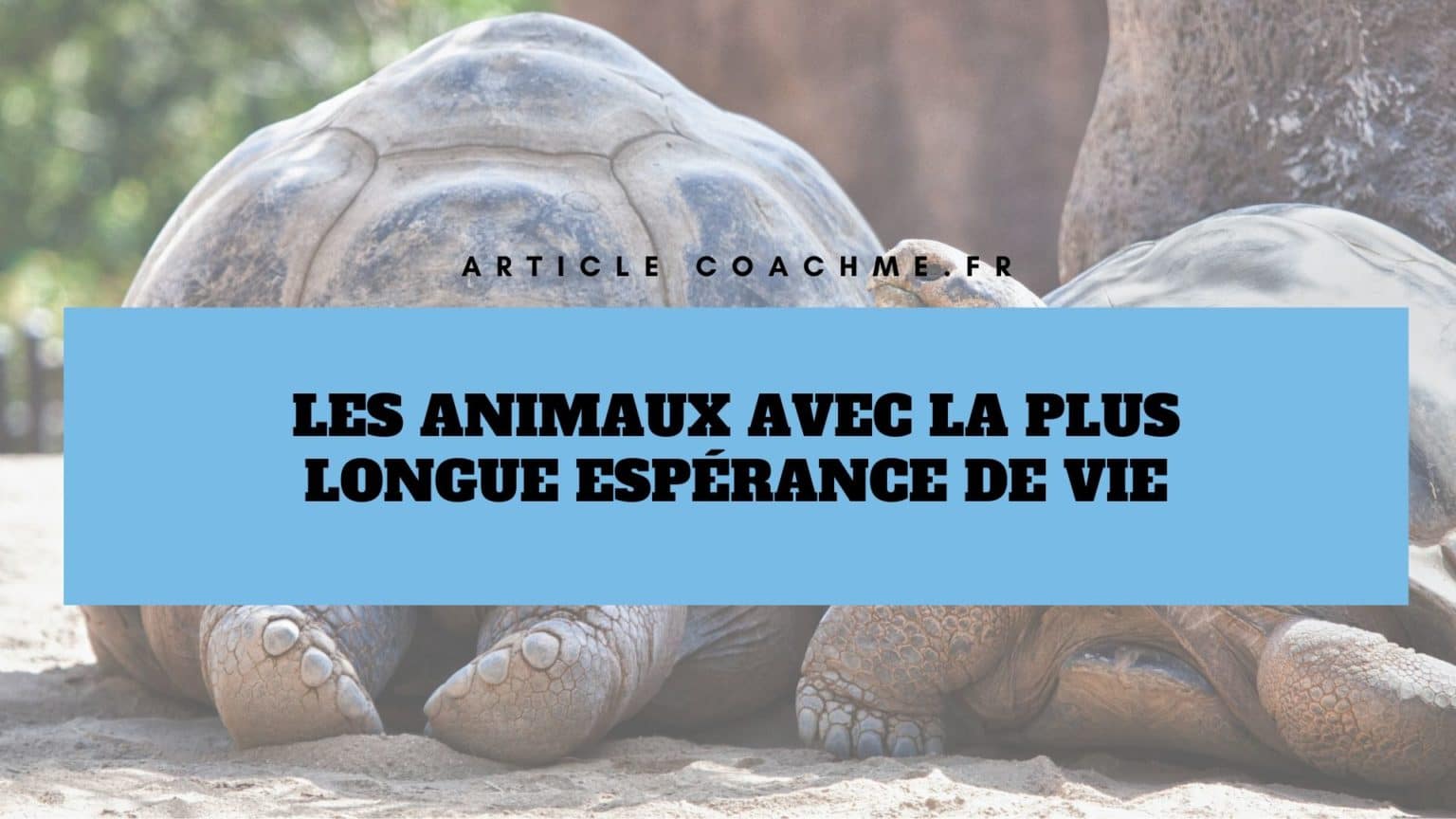 Top 11 des animaux avec la plus longue espérance de vie