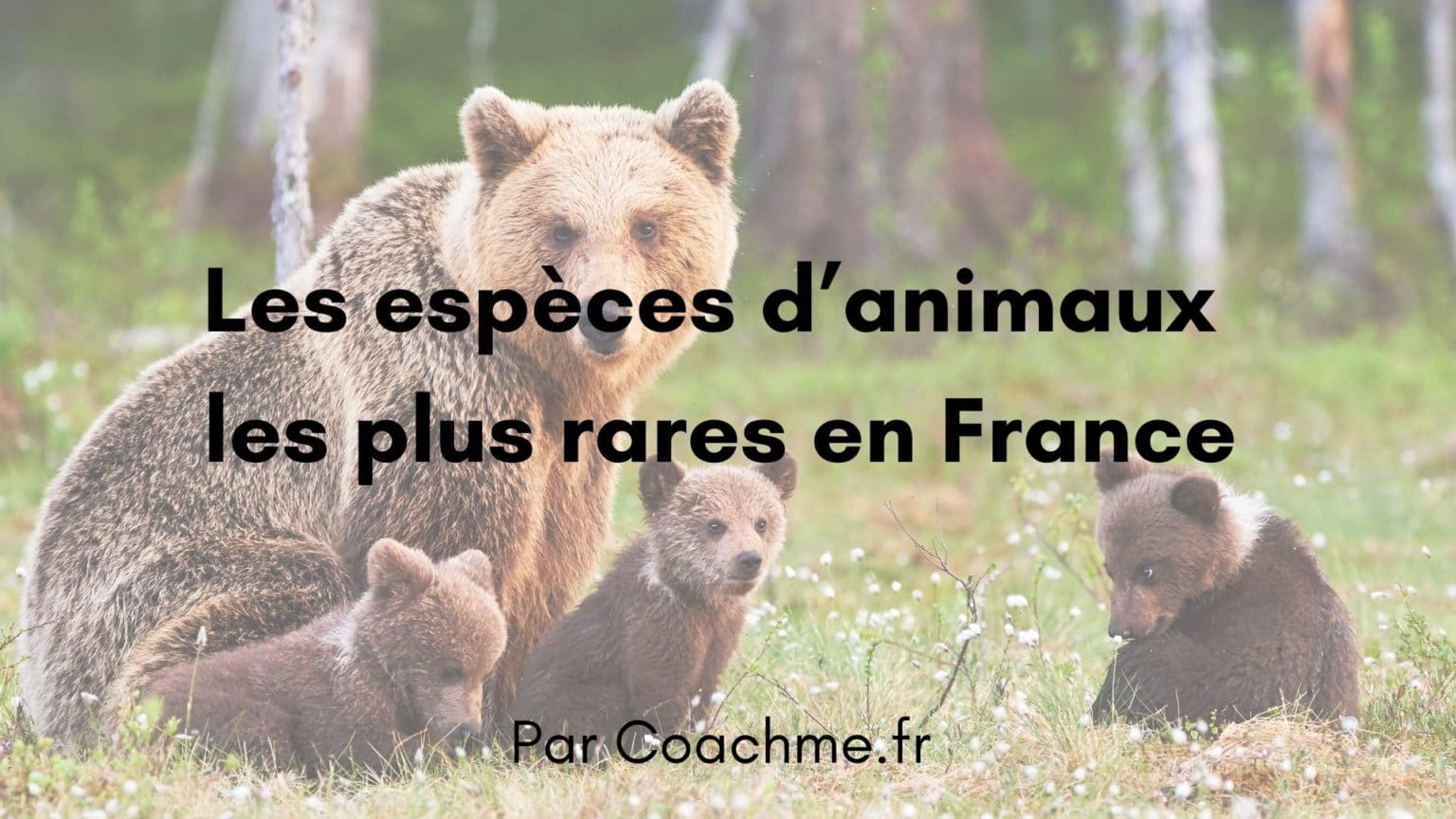 Top 10 des espèces d'animaux les plus rares en France
