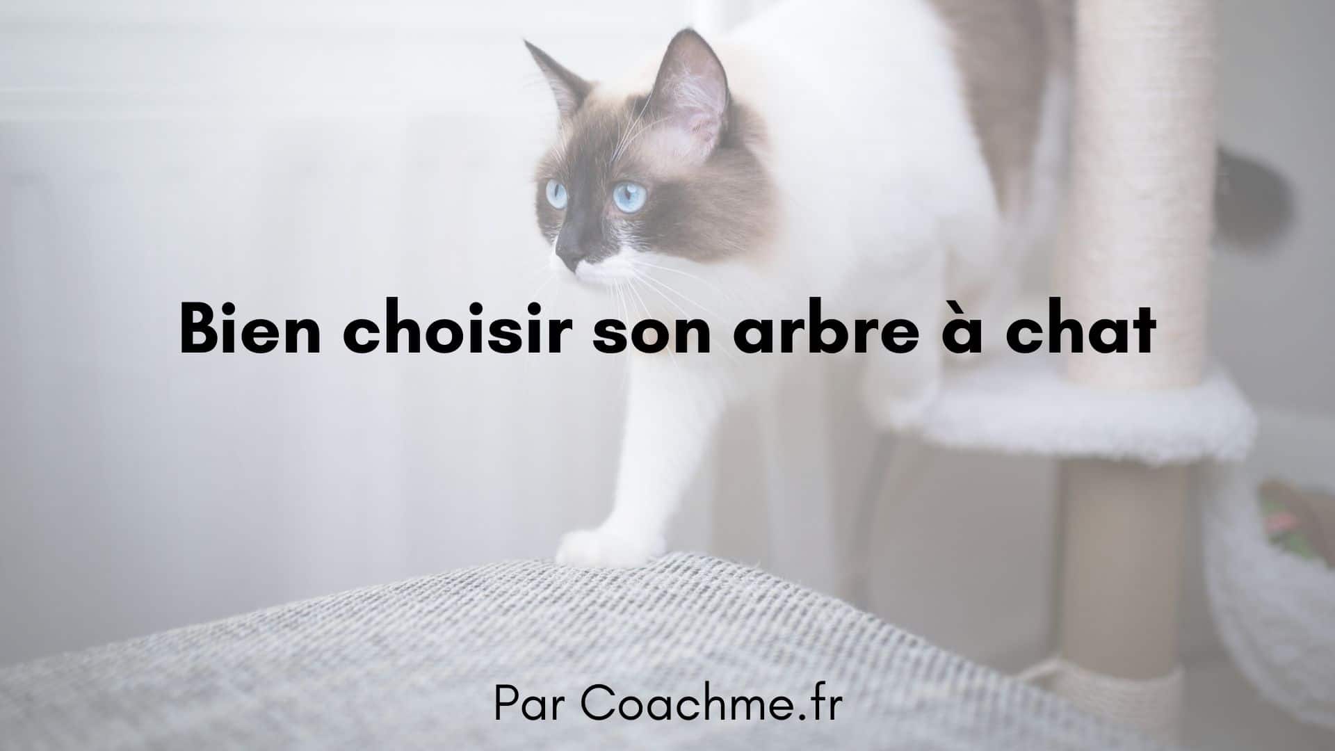 Comment Bien Choisir Son Arbre A Chat