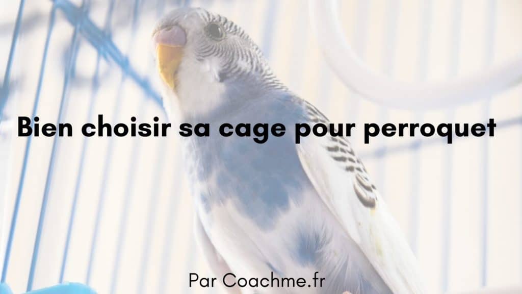 Les 9 critères pour choisir sa cage pour perroquet