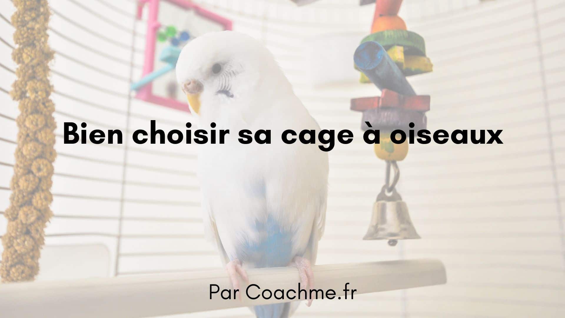 Cage à oiseaux : nos critères pour bien la choisir