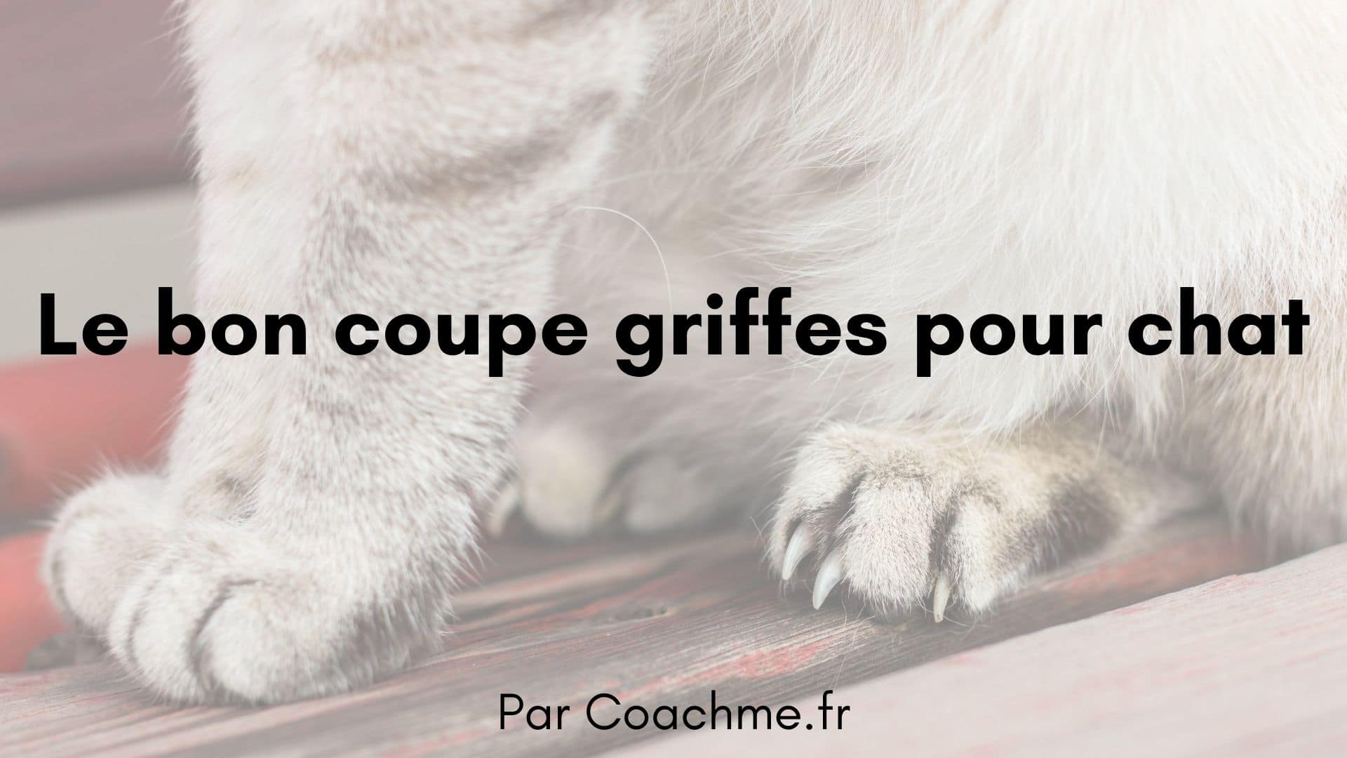 Comment Choisir Un Coupe Griffes Pour Chat