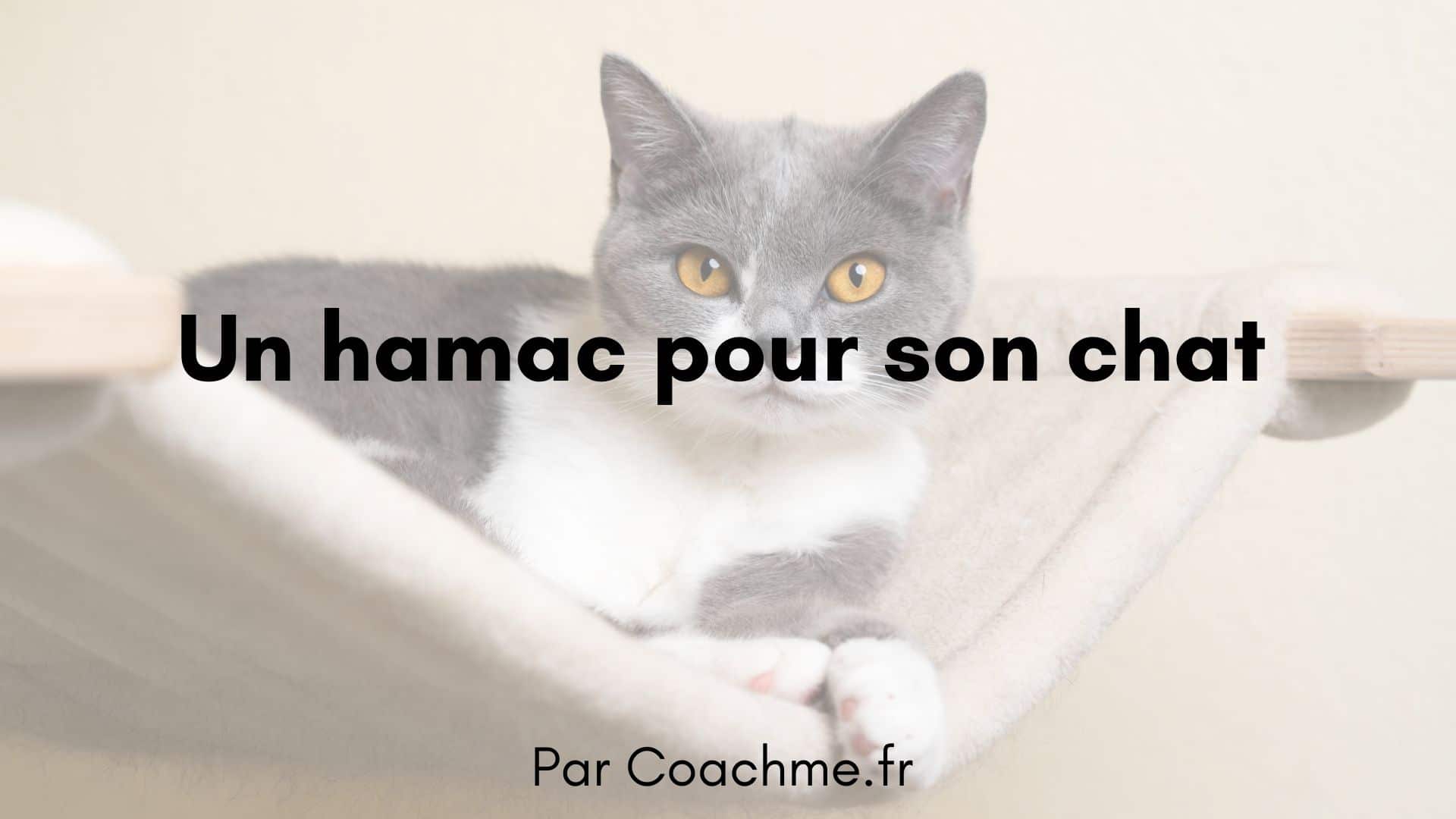 Comment Choisir Un Hamac Pour Son Chat